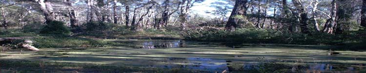 Duckweed dam on east